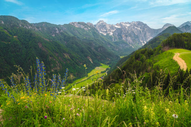 Logarska Dolina valley view from the flowery slopes, Slovenia stock photo