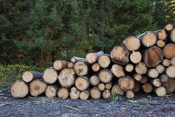 Logs in stack - Pine Wood texture background stock photo