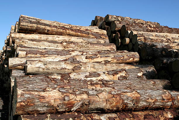 Logs stacked at a shipping terminal, ready for export. stock photo