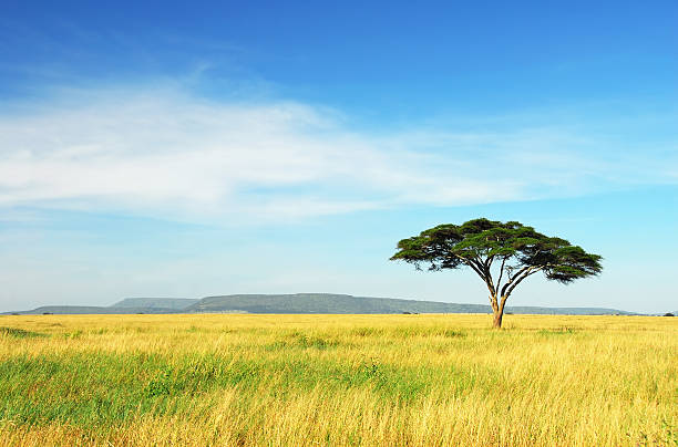 Lone Acacia Tree, Serengeti National Park, Tanzania stock photo