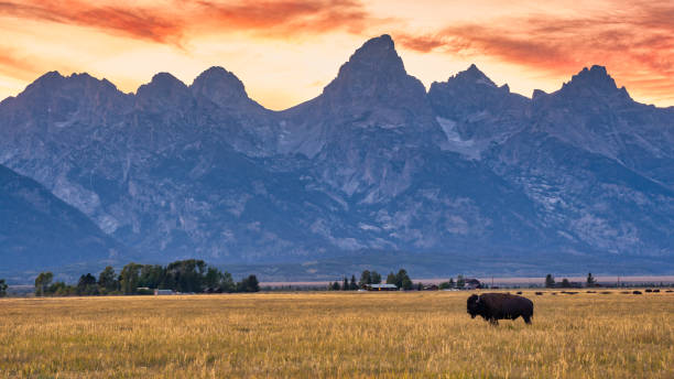 Lone bison against the grand teton range stock photo