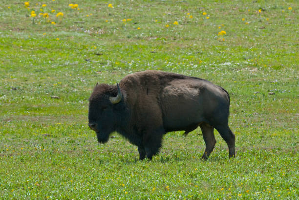 Lone Bison Near the Grand Canyon North Rim The American Bison (Bison bison) is a North American species of bison that once roamed the United States in vast herds. The bison is an iconic symbol of the western frontier and is the national mammal of the United States. Biologists estimate that 30 to 60 million of the animals once roamed North America. Over the years they were almost hunted out of existence. By the 1880's only a few were left and early conservationists stepped in to save them from extinction. The House Rock bison herd in Arizona represents an unusual chapter in the history of bison. In the early 1900s, a man named Charles Jesse Jones moved a herd of bison by train to southern Utah, then drove them to the House Rock Valley on the Kaibab Plateau, a grassy forested expanse near the Grand Canyon’s North Rim. Eventually Jones abandoned the bison and they became a free-ranging herd. Hunting pressure made the animals wary and they looked for safe havens away from the House Rock Valley. Within the last decade the herd began to stay within the nearby national park year-round where they are safe from hunting. The herd, which has a high percentage of cattle genes, is now estimated to be about 400 to 600 bison. This bison was photographed in a grassy meadow just south of the entrance to Grand Canyon National Park, Arizona, USA. jeff goulden bison stock pictures, royalty-free photos & images