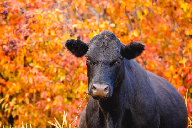 A lone Black Angus Cow One Black Angus cow with autumn color trees and leaves in background. istock images stock pictures, royalty-free photos & images