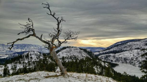 A lone dead tree on top of a mountain stock photo
