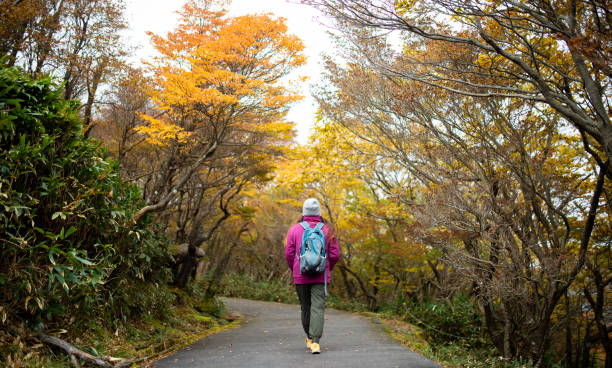 Lone female hiker on Autumn fall colors path stock photo