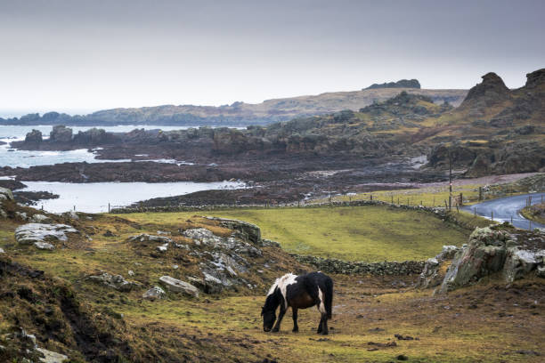 Lone Horse in Rugged Irish Coastline This picture was taken in Malin Head, Donegal.  It is the northern most point of Ireland.  The coastline is very rugged here.  I came across this lonely horse grazing in a field and I thought it would make a good composition. inishowen peninsula stock pictures, royalty-free photos & images