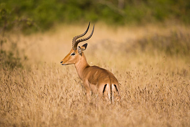 Lone impala stock photo