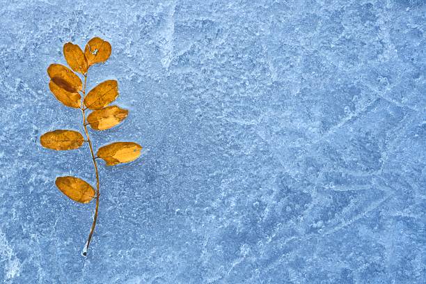 lone leaf on a frozen minnesota lake - frozen leaf bildbanksfoton och bilder