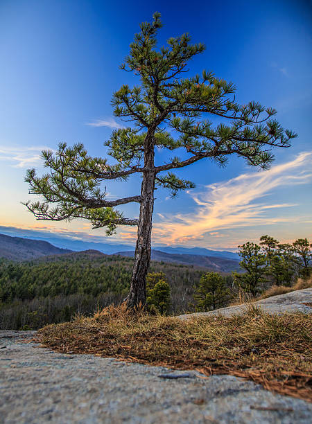 Lone Mountaintop tree stock photo