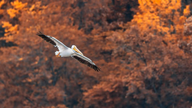 lone pelican flying against a fall background stock photo