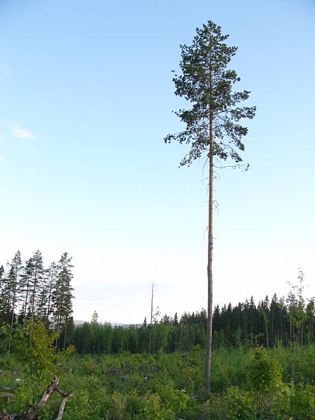 lone pine stock photo