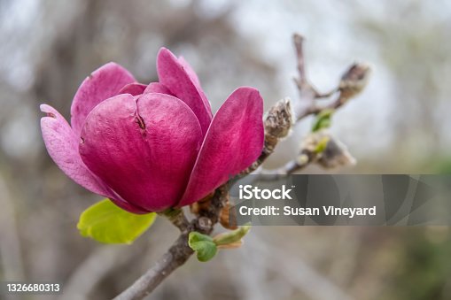 istock Lone pink bloom of a tulip tree isolated on soft background 1326680313