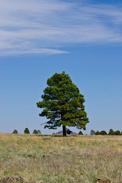 Lone Ponderosa Pine in a Grassy Meadow The Pondersosa Pine forests on the mountain slopes of Northern Arizone thrive in a region of very little precipitation that primarily falls in the winter as snow and as rain during the summer monsoon season. This lone Ponderosa Pine was photographed on the grasslands of McMillan Mesa at Buffalo Park in Flagstaff, Arizona, USA. jeff goulden route 66 stock pictures, royalty-free photos & images