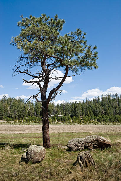 Lone Ponderosa Pine in a Meadow The Pondersosa Pine (Pinus Ponderosa) forests on the mountain slopes of Northern Arizona thrive in a region of very little precipitation that primarily falls in the winter as snow and as rain during the summer monsoon season. This lone Ponderosa Pine was photographed at Brookbank Meadow in the Dry Lake Hills of the Coconino National Forest near Flagstaff, Arizona, USA. jeff goulden route 66 stock pictures, royalty-free photos & images