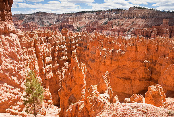Lone Ponderosa Pine in a Slot Canyon Bryce Canyon is famous for its tall thin spires of rock known as hoodoos. Hoodoos start with an initial deposition of rock. Then over time the rock is uplifted then eroded and weathered. Hoodoos typically consist of relatively soft rock topped by harder, less easily eroded stone that protects each column from the weather. Hoodoos generally form within sedimentary rock such as sandstone. These hoodoos were photographed from the Navajo Loop Trail in Bryce Canyon National Park, Utah, USA. garfield county utah stock pictures, royalty-free photos & images