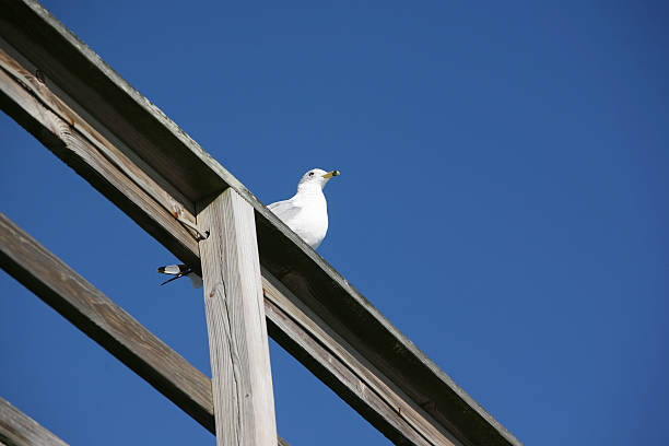 lone seagull on pier stock photo