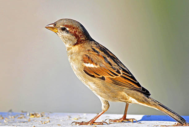 Lone sparrow stock photo