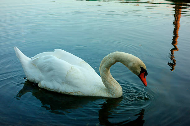 Lone Swan stock photo