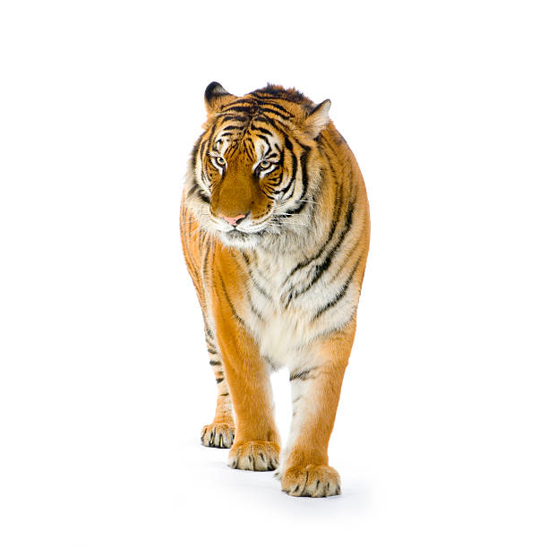 Lone tiger with orange and white stripes on white backdrop Tiger standing up in front of a white background. bengal tiger stock pictures, royalty-free photos & images