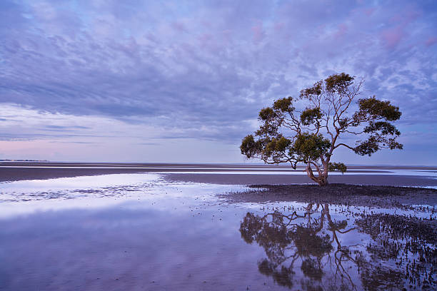 Mangroves Australia Stock Photos, Pictures & Royalty-Free Images - iStock