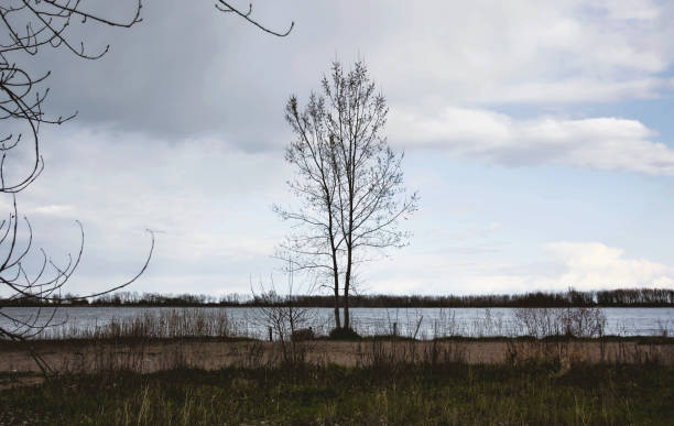 Lone Tree by a Lake stock photo