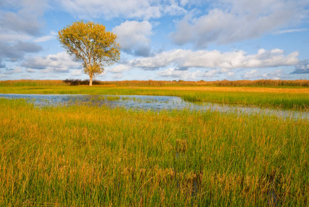 Lone Tree by a Wetland Wetlands are an important ecosystem that are permanently or seasonally dominated by water. The primary factor that distinguishes wetlands from other bodies of water is the characteristic presence of aquatic plants adapted to the unique environment. Wetlands play an important role in the environment, including water purification, water storage, processing of carbon and other nutrients and stabilization of shorelines. Wetlands are also home to a wide variety of plant and animal life. This lone tree with its fall foliage was photographed by a wetland at the San Luis National Wildlife Refuge near Los Banos in Merced County, California. jeff goulden national wildlife refuge stock pictures, royalty-free photos & images