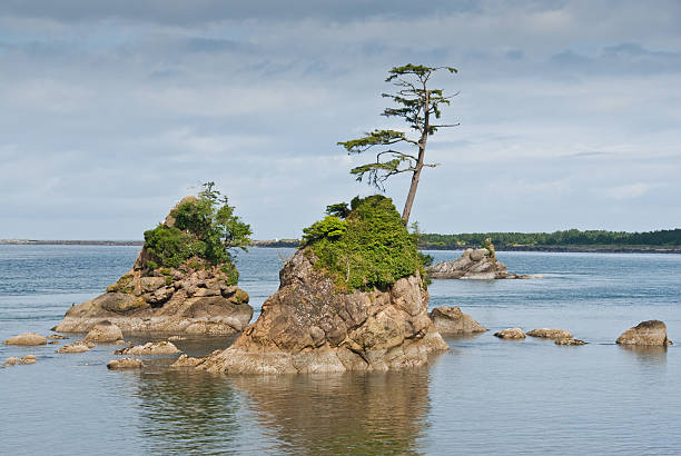 Lone Tree on a Rock in Tillamook Bay The Pacific Coast is famous for its many offshore rock stacks. This picturesque rock formation with a lone tree growing on top was photographed at Tillamook Bay near Garibaldi, Oregon, USA. jeff goulden oregon coast stock pictures, royalty-free photos & images