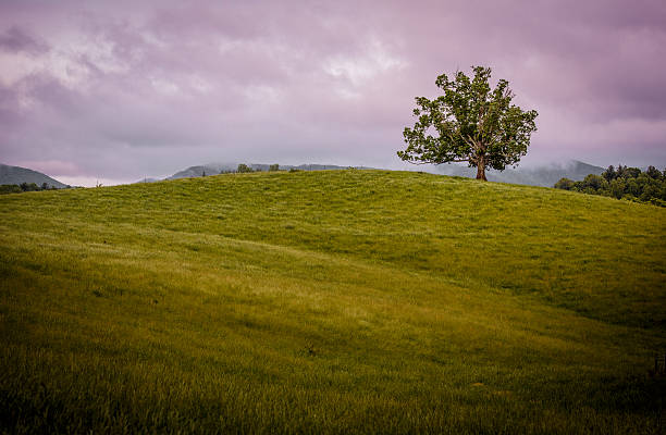 Lone tree on hillside stock photo