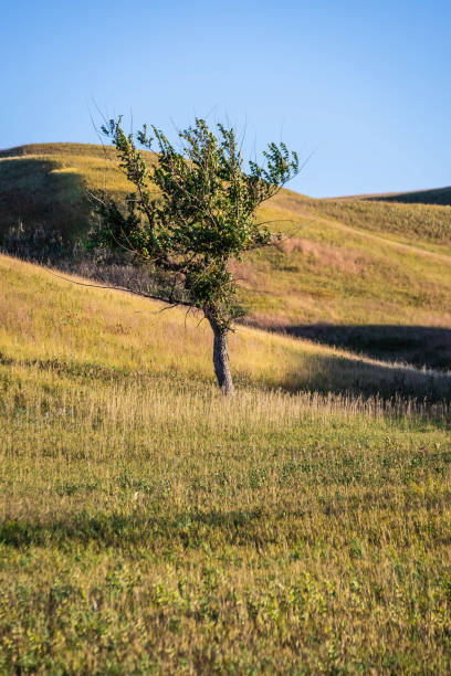 A lone tree on the prairie in the Upper Souris National Wildlife Refuge stock photo