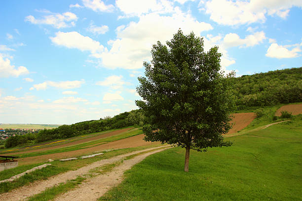 Lone tree standing against a beautiful sky and green grass.. stock photo