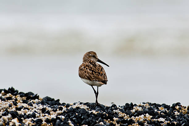 Lone Western Sandpiper Standing on a Rock The Western Sandpiper (Calidris mauri) is a small shorebird with dark legs and a short, thin, tapered bill. They are speckled brown on top and white underneath. Their breeding habitat is the tundra in eastern Siberia and Alaska. The western sandpiper builds its nest on the ground usually under vegetation. These birds are migratory, traveling to both coasts of North America and South America. During migration the western sandpiper forages on mudflats for mollusks, small crustaceans and insects. These western sandpipers were photographed while foraging on Heceta Beach at Carl G. Washburne Memorial State Park near Florence, Oregon, USA. jeff goulden oregon coast stock pictures, royalty-free photos & images