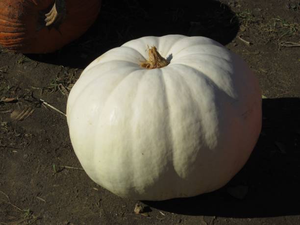 Lone White "Ghost" Pumpkin stock photo
