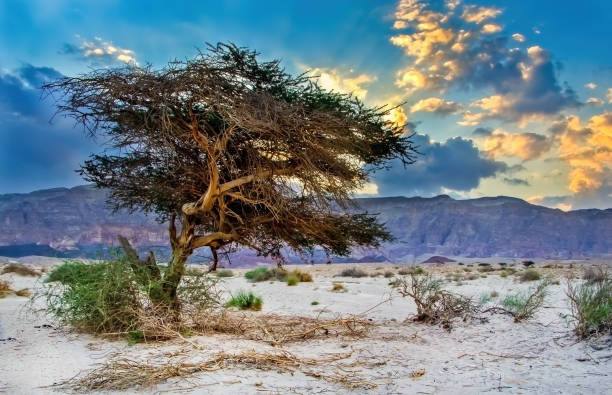 Lonely acacia tree in geological nature park Timna stock photo