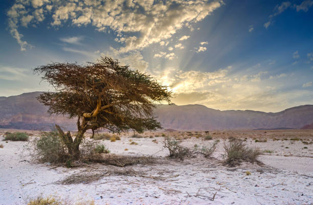 Lonely acacia tree in geological nature park Timna stock photo