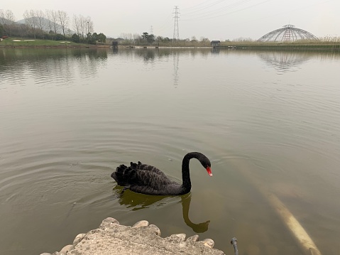 A lone swan is looking for food on a cloudy day