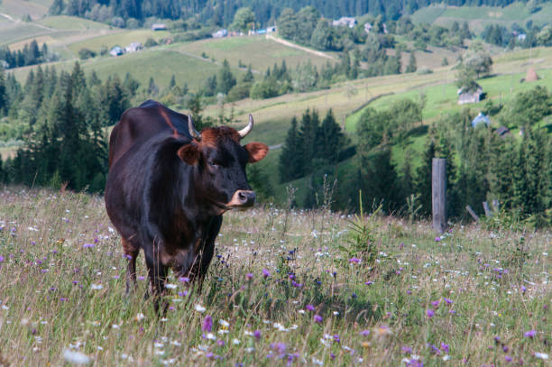 A lonely cow grazing in a meadow with flowers and grass stock photo