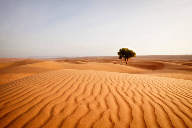553 Desert Tree Oman Sand Stock Photos, Pictures & Royalty-Free Images -  iStock