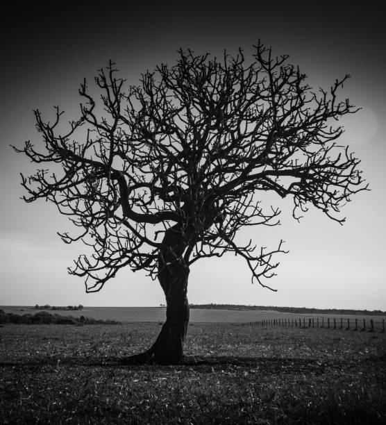 Lonely dry tree in the middle of a rural field on a clear celebration day, in black and white, on a farm in the interior of Goiás, Brazil stock photo