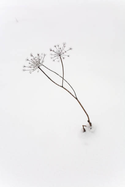 A lonely growing umbrella plant sticks out of the snow in winter. stock photo
