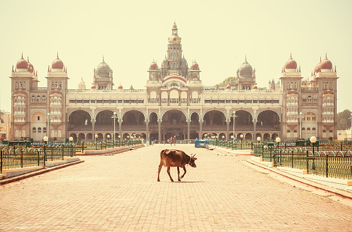 Lonely indian cow walking past famous building of the royal Palace of Mysore in Indo-Saracenic style, Karnataka state, India