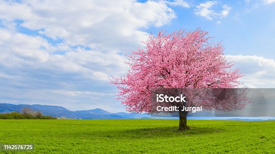 istock Lonely Japanese cherry sakura with pink flowers in spring time on green meadow. 1142576725