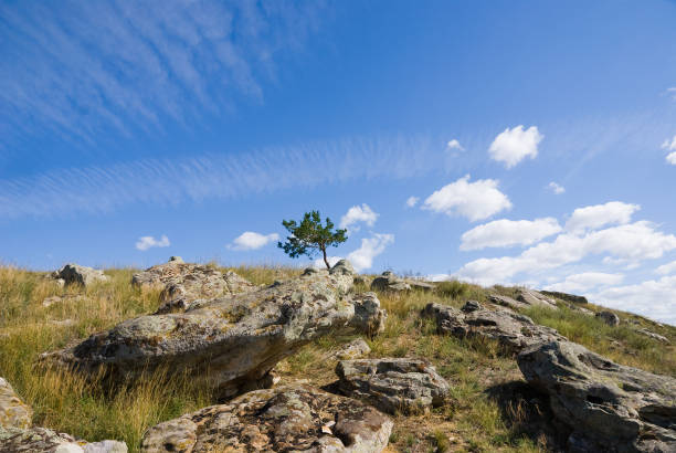 Lonely pine tree at the top of the hill stock photo