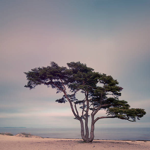 lonely pine tree on the beach in simrishamn, skåne, sweden, - österlen bildbanksfoton och bilder