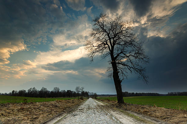 Lonely tree in the fields of Nothern Poland and rocky dirt road....