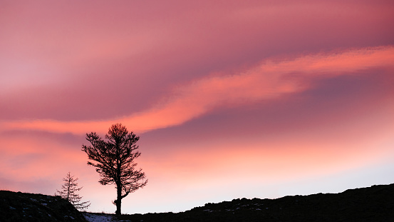 A lonely tree against the backdrop of the setting sun. Minimalistic conceptual contrasting landscape.
