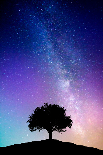 Silhouette of a tree on a hill with beautiful night sky with  Milky Way.