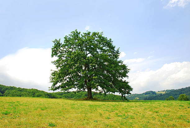 Lonely tree on green hill stock photo
