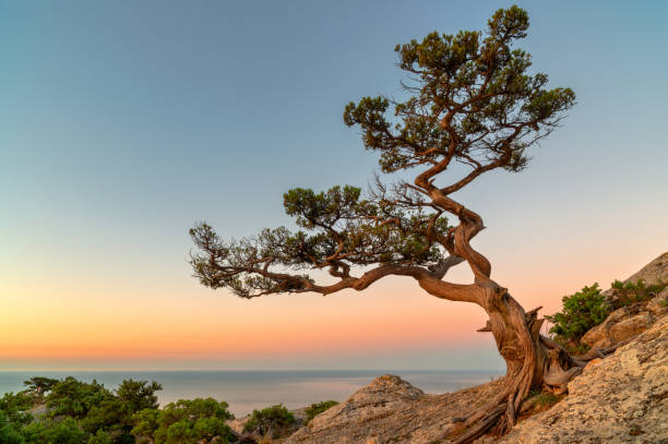 Lonely tree on the rock above the sea stock photo