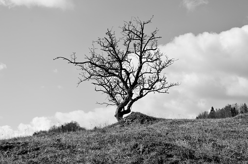 Lonely tree on top of hill. Zasavje, Slovenia