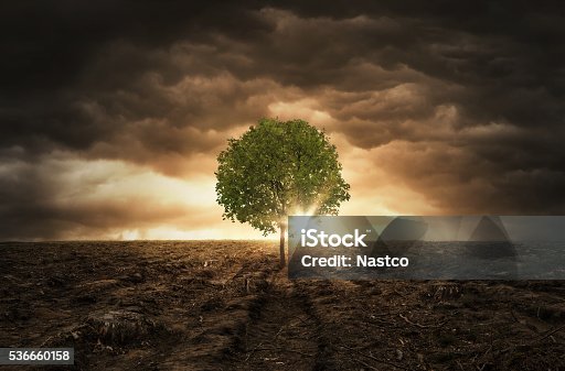 istock Lonely tree 536660158